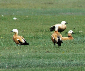 Ангир (Хондон ангир)